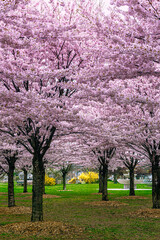 Sakura Cherry blossoming trees. Wonderful scenic park with blooming cherry sakura trees . Pink...
