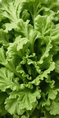 Crisp green lettuce leaves, isolated, perfect for salads, diet,lettuce, raw