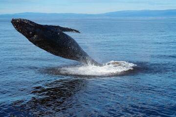 Breaching humpback