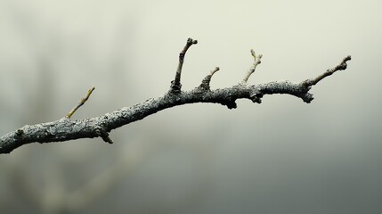 Obraz premium Serene Winter Branch: A Minimalist Nature Photograph
