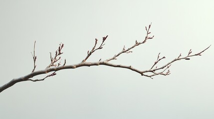 Serene Spring Branch: Minimalist Botanical Photography