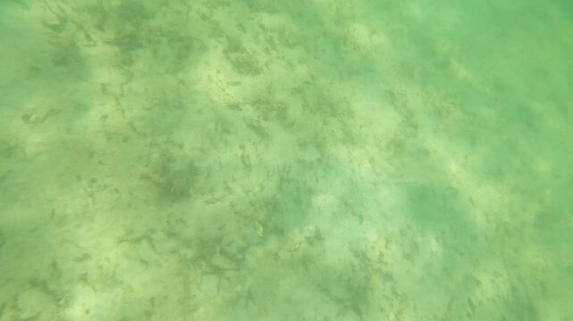 Snorkeling in Green Salt Water Finding A Piece of Coral