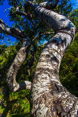 Fototapeta premium A tree trunk with a lot of bark and a few leaves