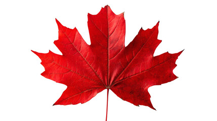 Red autumnal maple leaf with sharp details and vibrant hues isolated on white background