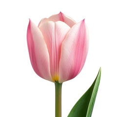 Naklejka premium pink lotus flower isolated