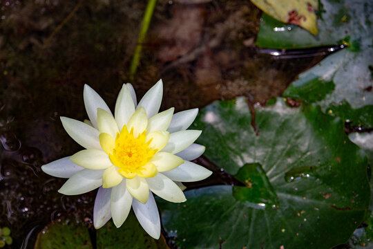 Ninfeia amarela. Nymphaea mexicana (Yellow waterlily)