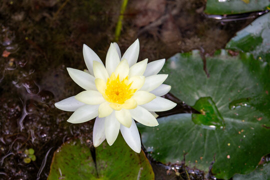 Ninfeia amarela. Nymphaea mexicana (Yellow waterlily)