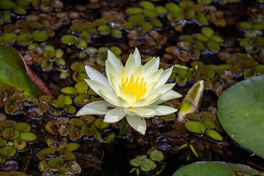 Ninfeia amarela. Nymphaea mexicana (Yellow waterlily)