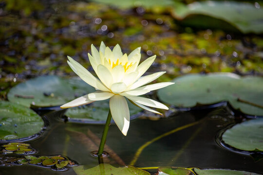 Ninfeia amarela. Nymphaea mexicana (Yellow waterlily)