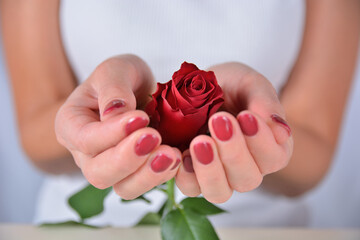 Close-up of woman’s hands with red manicure holding a red rose in the studio. Manicure and beauty concept
