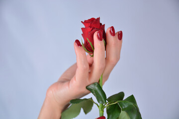 Female hand with red manicure holding a red rose, isolated on a gray background. Manicure and beauty concept