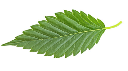 Obraz premium A single green cannabis leaf with sharp details isolated on white background
