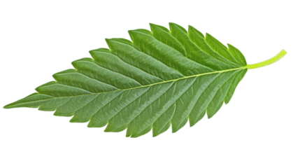 A single green cannabis leaf with sharp details isolated on white background