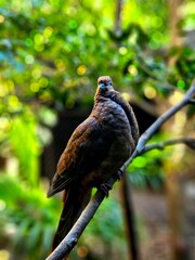 Brown bird perched on a tree branch out in nature 