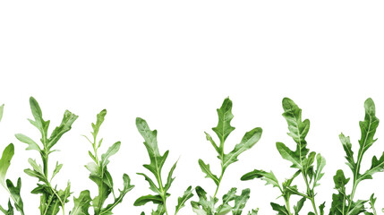 Green leaves transparent background