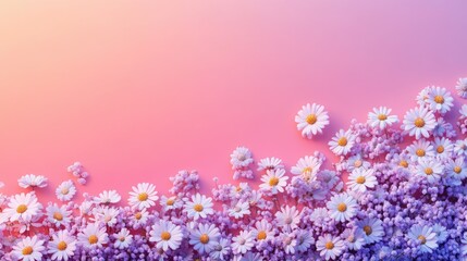 Fototapeta premium A whimsical spread of chamomile flowers on a vibrant gradient background, with open space for creative layouts.