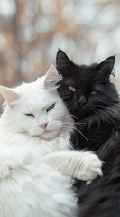 A heartwarming cuddle session between a fluffy white and a sleek black cat. Opposites attract!