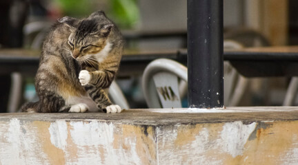 A cat was sitting on the table of public area, Ancol Beach Jakarta