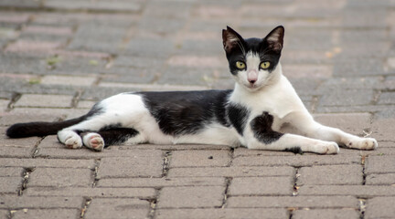 Fototapeta premium A cat was on duty watching us on parking area, Ancol Beach Jakarta