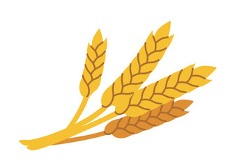 Yellow and brown stylized wheat ears drawn in a flat design style, placed on a white background. Represents agriculture, farming, and harvest. Vector illustration