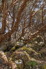 old mystical tree in Peru. A beautiful fairytale enchanted forest with big trees fairytale forest. Coniferous forest covered of green moss.  Huge, moss-covered trees create a dramatic landscape
