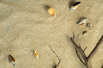 Sand with branch and shell copy space background