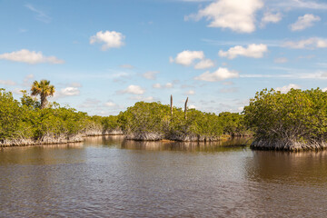 Palm Trees Among The Low Growing Mangrove Forests Surrounded by Smooth Waters of the Everglade National Forest in Florida, as seen from an Airboat