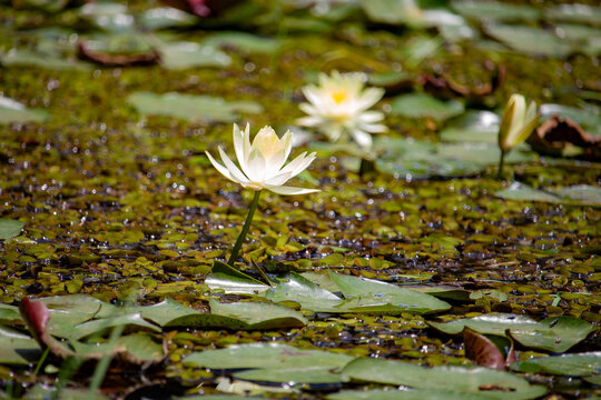 Ninfeia amarela. Nymphaea mexicana (Yellow waterlily)