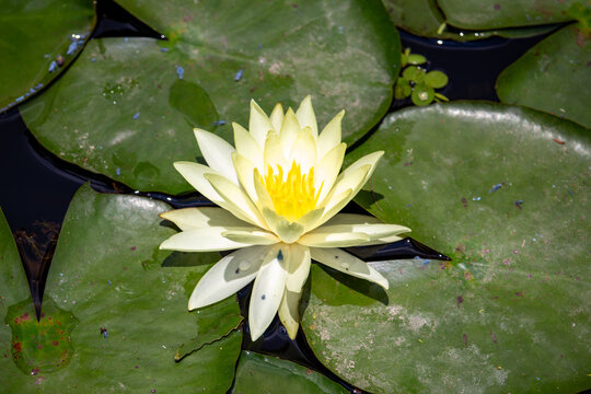 Ninfeia amarela. Nymphaea mexicana (Yellow waterlily)