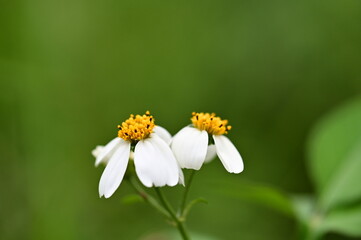 Obraz premium A natural display of Bidens pilosa on a sunny grassland, highlighting its dual role as a pollinator-attracting plant and a competitive invasive species