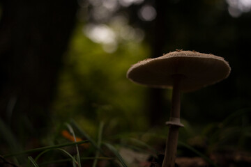 森の中で生えていたカラカサタケ