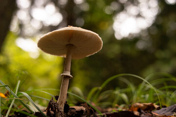 森の中で生えていたカラカサタケ