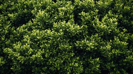 Lush Green Foliage: Nature's Vibrant Texture