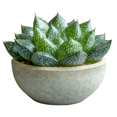 Close-Up of Haworthia Succulent in Stone Pot. Isolated on Transparent Background. Cutout. PNG.