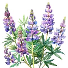 Obraz premium Watercolor Blue Lupine Isolated on White Background. Beautiful Lupine Flower