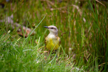 Suiriri-cavaleiro, também conhecido popularmente como bem-te-vi-do-gado, bem-te-vi-carrapateiro, suiriri-do-campo, bem-te-vi-cabeça-de-estaca, bem-te-vi-de-coroa, bem-te-vi-coroa, cavaleiro e suiriri.
