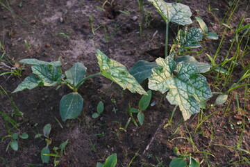 Sponge gourd plant. Its other names Luffa cylindrica, the sponge gourd, Egyptian cucumber or Vietnamese luffa. It is an annual species of vine cultivated for its fruit.