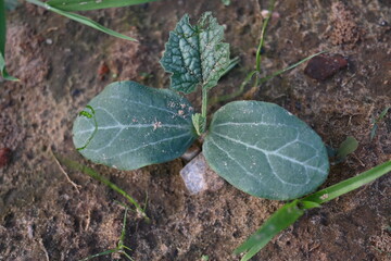 Sponge gourd plant. Its other names Luffa cylindrica, the sponge gourd, Egyptian cucumber or Vietnamese luffa. It is an annual species of vine cultivated for its fruit.