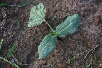 Sponge gourd plant. Its other names Luffa cylindrica, the sponge gourd, Egyptian cucumber or Vietnamese luffa. It is an annual species of vine cultivated for its fruit.
