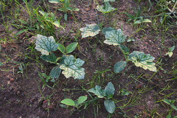 Sponge gourd plant. Its other names Luffa cylindrica, the sponge gourd, Egyptian cucumber or Vietnamese luffa. It is an annual species of vine cultivated for its fruit.