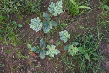 Sponge gourd plant. Its other names Luffa cylindrica, the&nbsp;sponge gourd,&nbsp;Egyptian cucumber&nbsp;or&nbsp;Vietnamese luffa. It is an&nbsp;annual&nbsp;species of&nbsp;vine&nbsp;cultivated for its fruit.