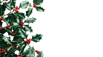Christmas Holly Border for Festive Designs: Perfect for Holiday Cards, Invitations, and Festive Decorations on white and transparent Background