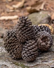 Pi&ntilde;as de pino sobre el suelo del bosque