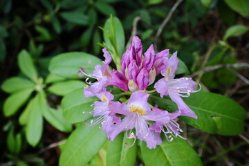 Close up view of beautiful purple Rhododendron flowers blooming in spring.