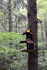 Birdhouse tied to a tree trunk in a forest during spring.