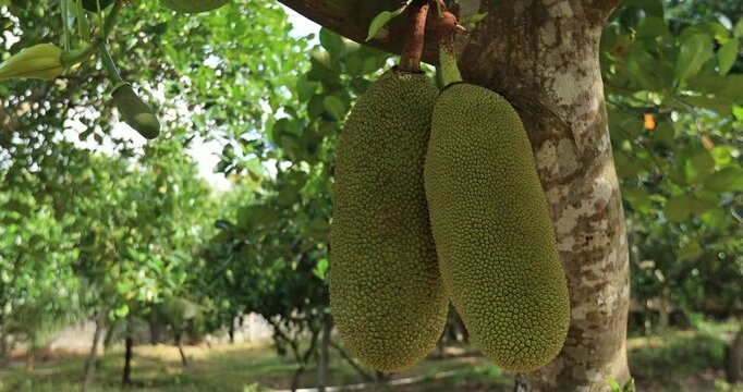 Green jackfruit grow on the Jackfruit tree