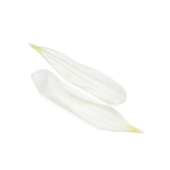 Naklejka premium Chrysanthemum flower petals on white background