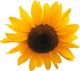 Naklejka premium Minimalist style photo of blooming sunflowers on a white background.