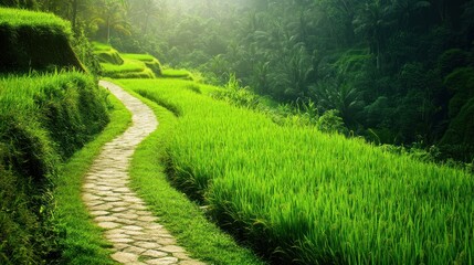 Naklejka premium Winding stone path through vibrant green rice terraces.