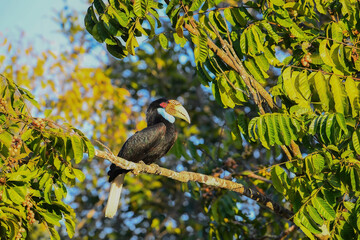 Wreathed hornbill, male and female Symbol of true love